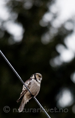 BB 12 0156 / Surnia ulula / Haukugle